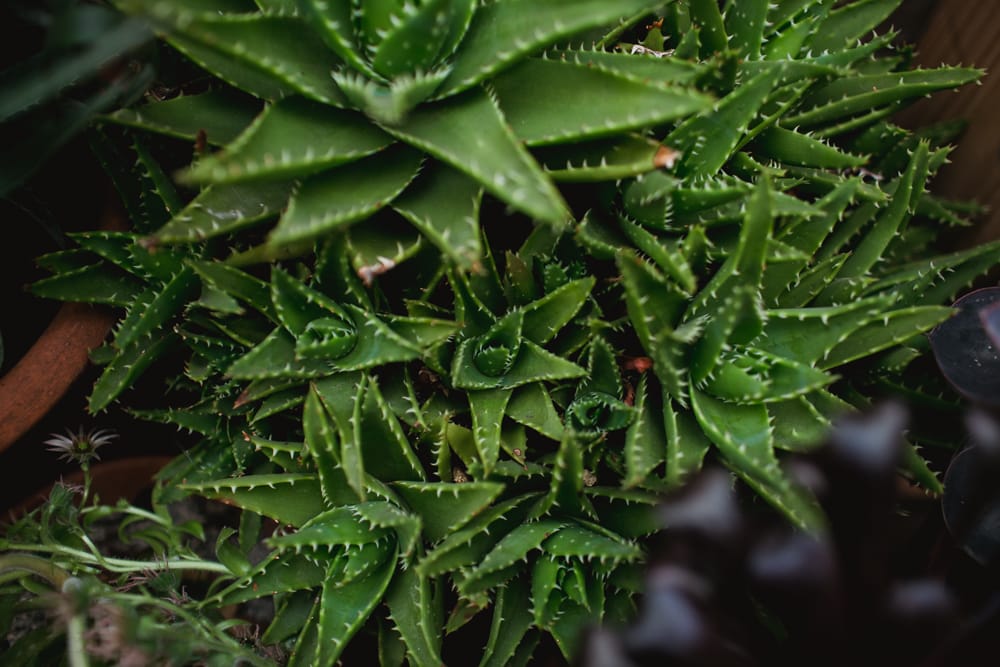 aloe vera medicinal
