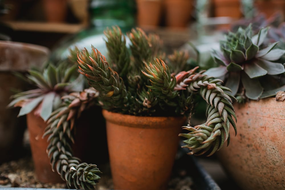 indoor succulents