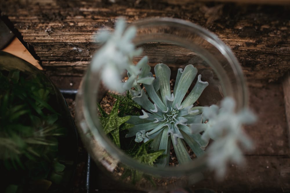 terrarium succulent
