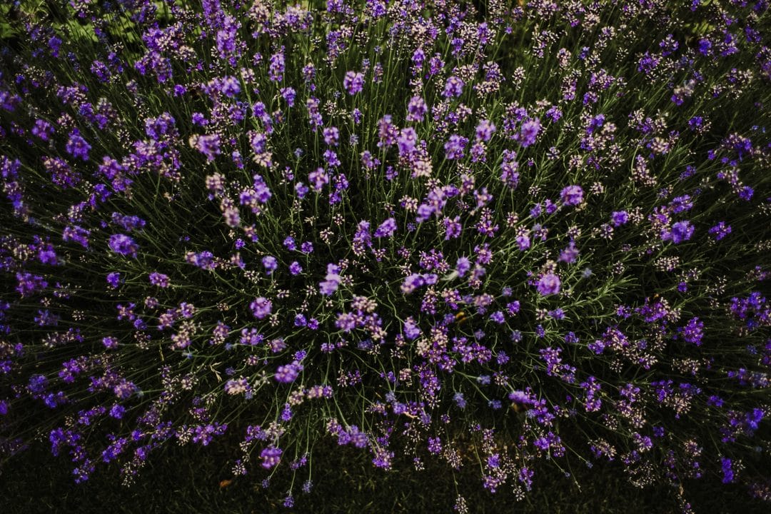 Lavender 1-1