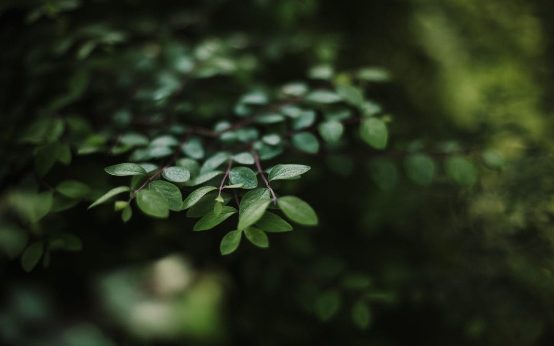 FEBRUARY – MONTHLY GARDENING TIPS