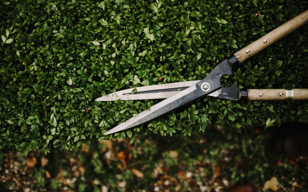 Looking After Topiary