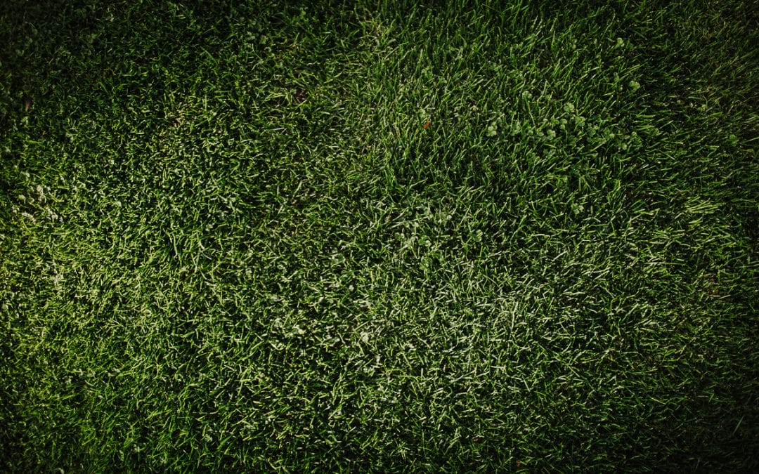 MARCH – MONTHLY GARDENING TIPS