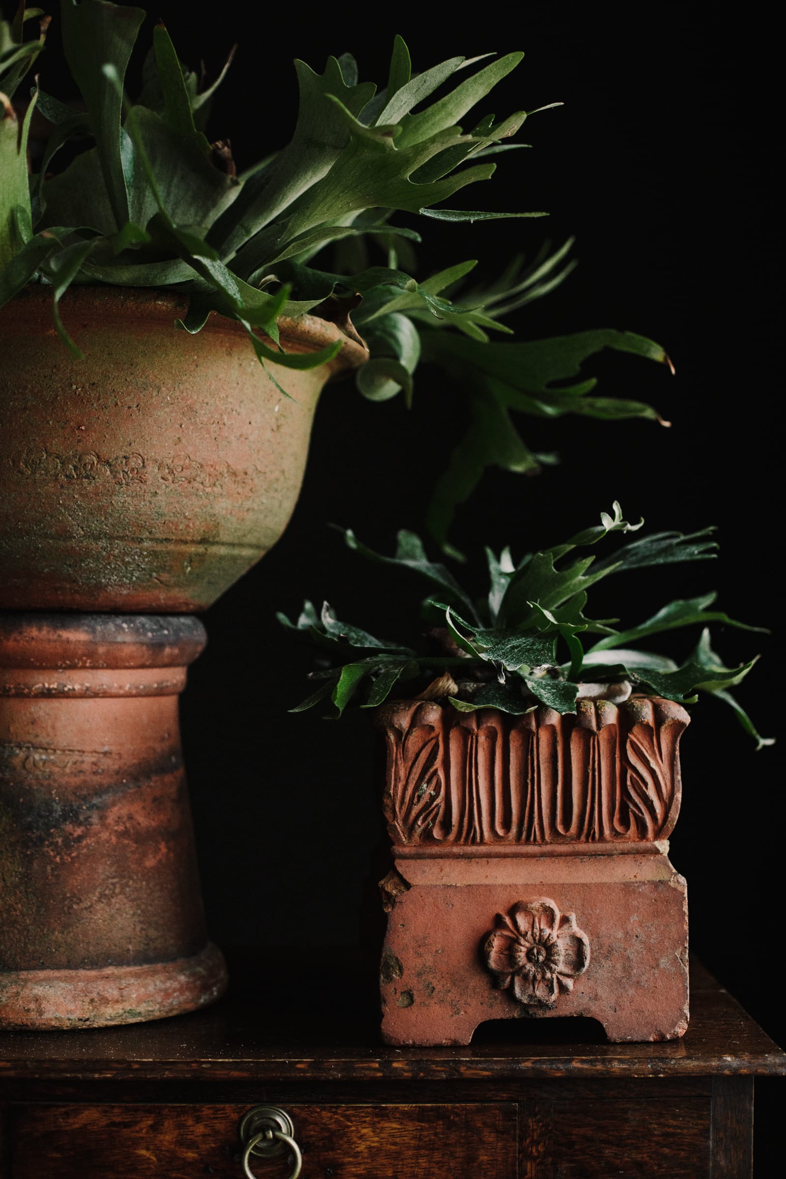 Square 19th Century Tudor Rose Terracotta Planter - Image 5