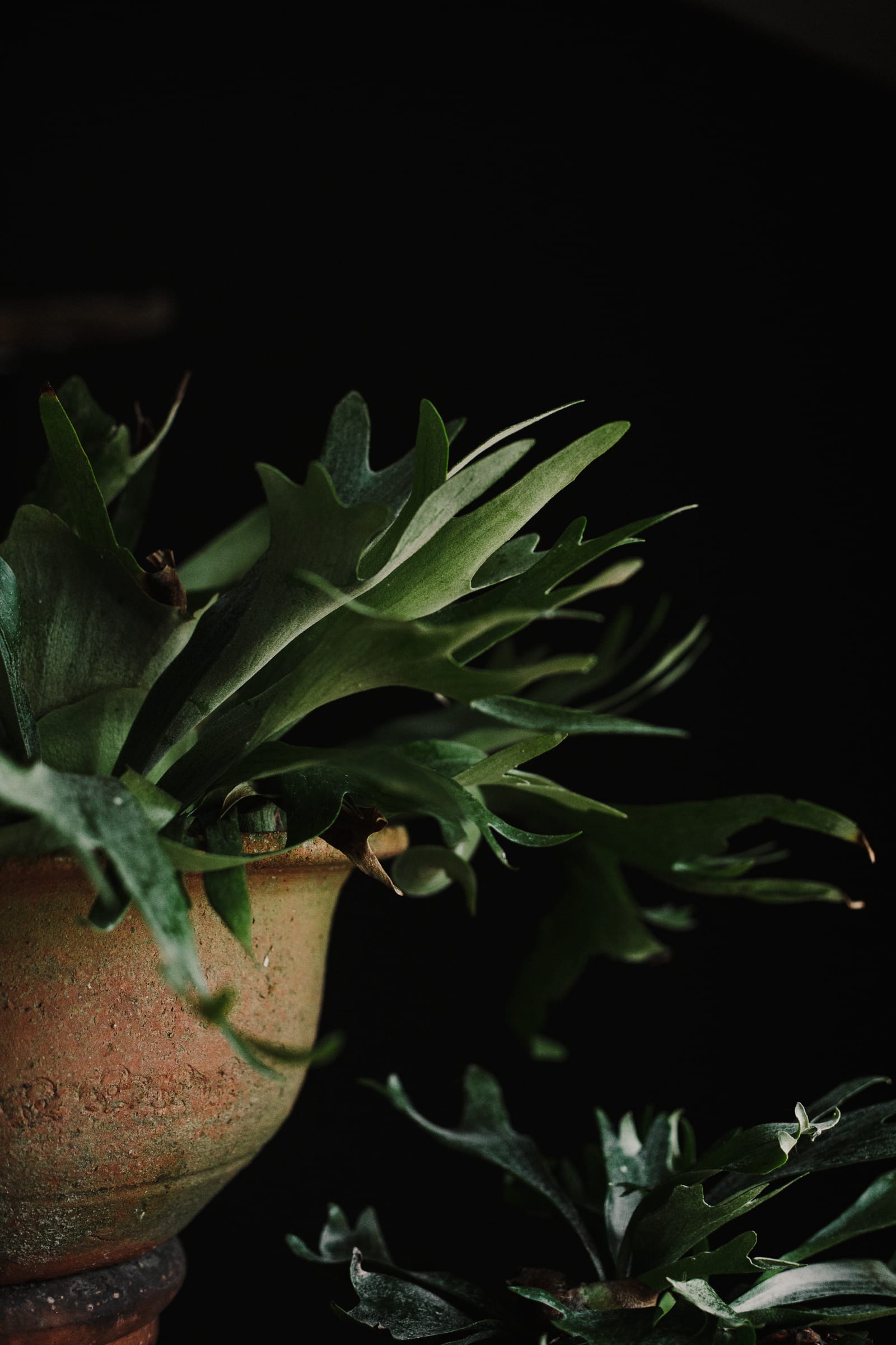 French Country 19th Century Terracotta Deep Planter - Image 6