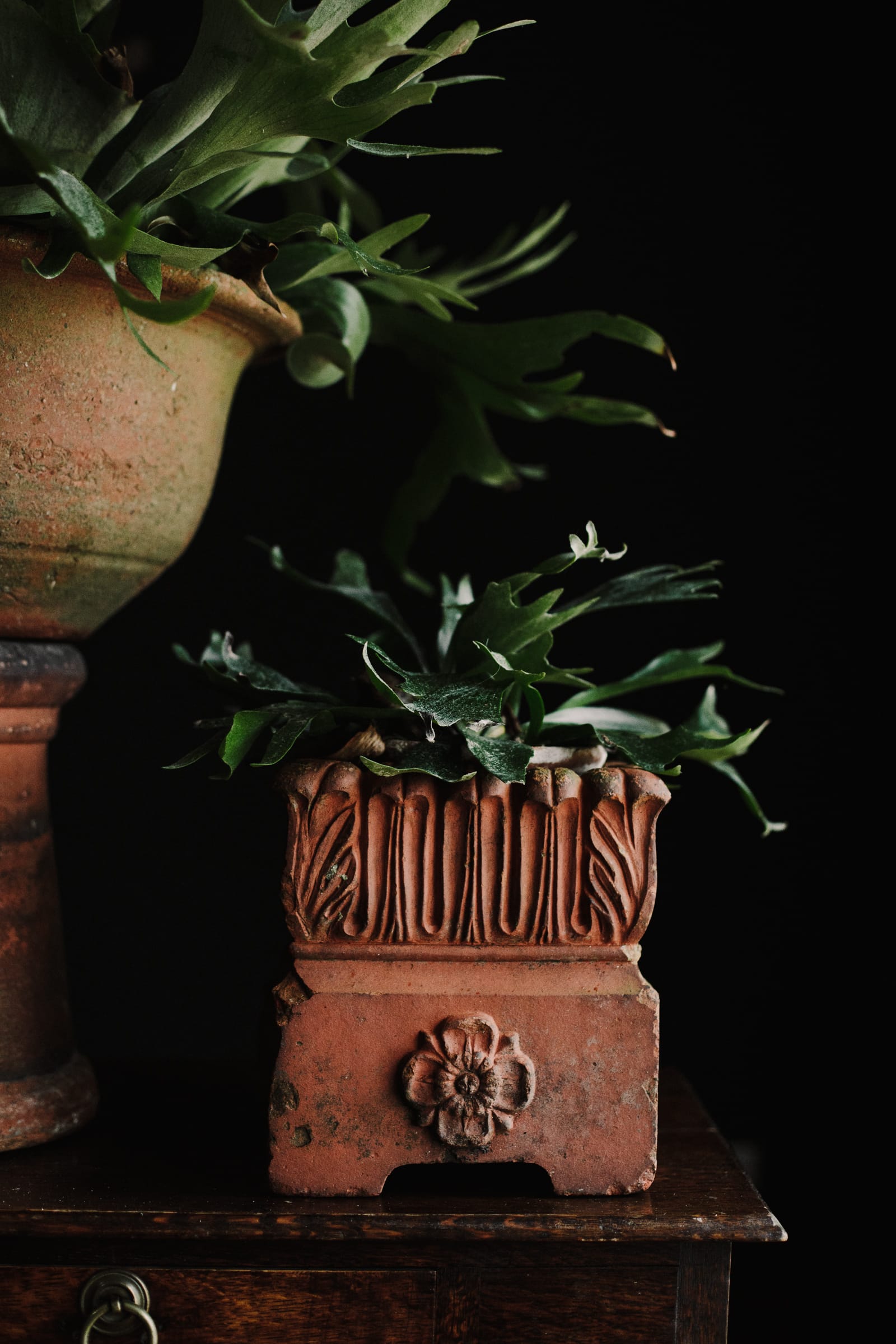 Square 19th Century Tudor Rose Terracotta Planter