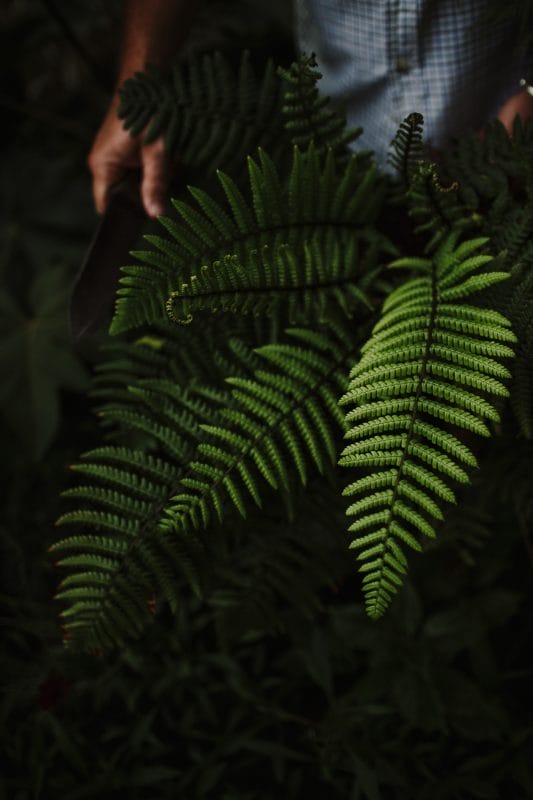 © Verdis Horticultural - Ferns-5