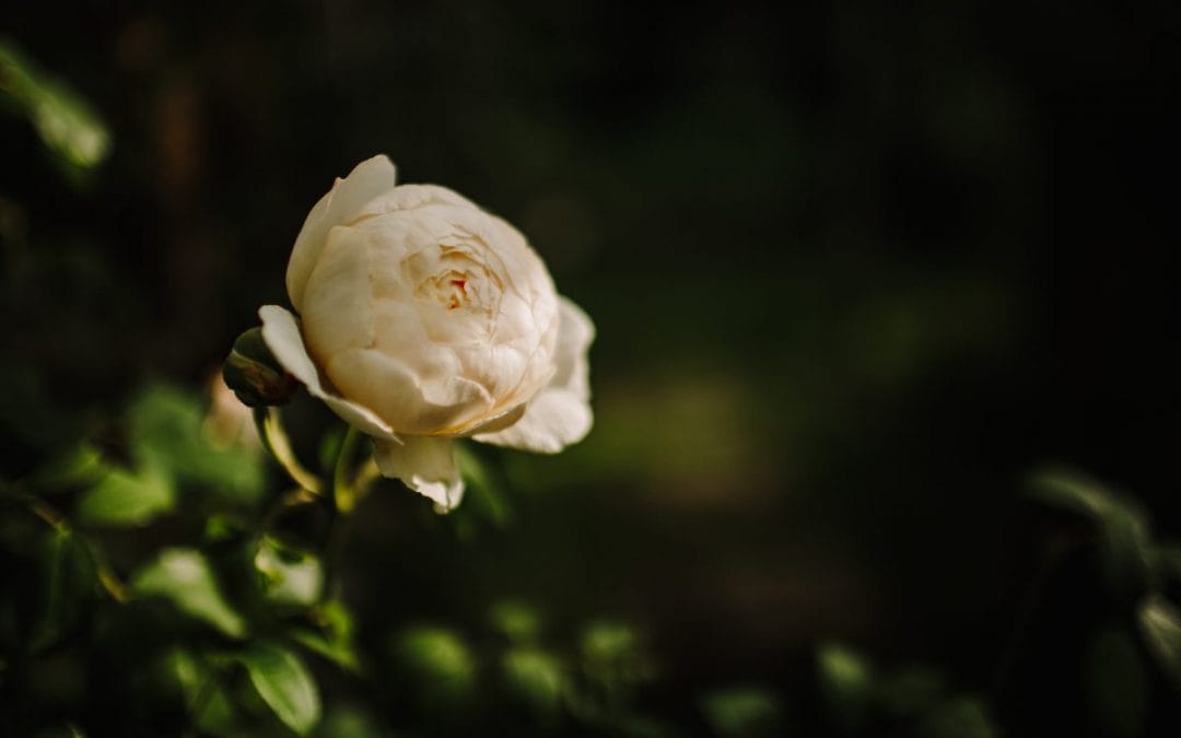 JULY – MONTHLY GARDENING TIPS