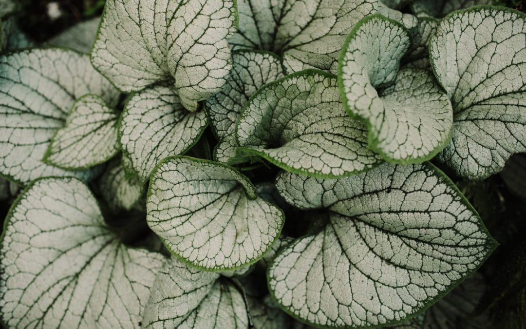 AUGUST – MONTHLY GARDENING TIPS