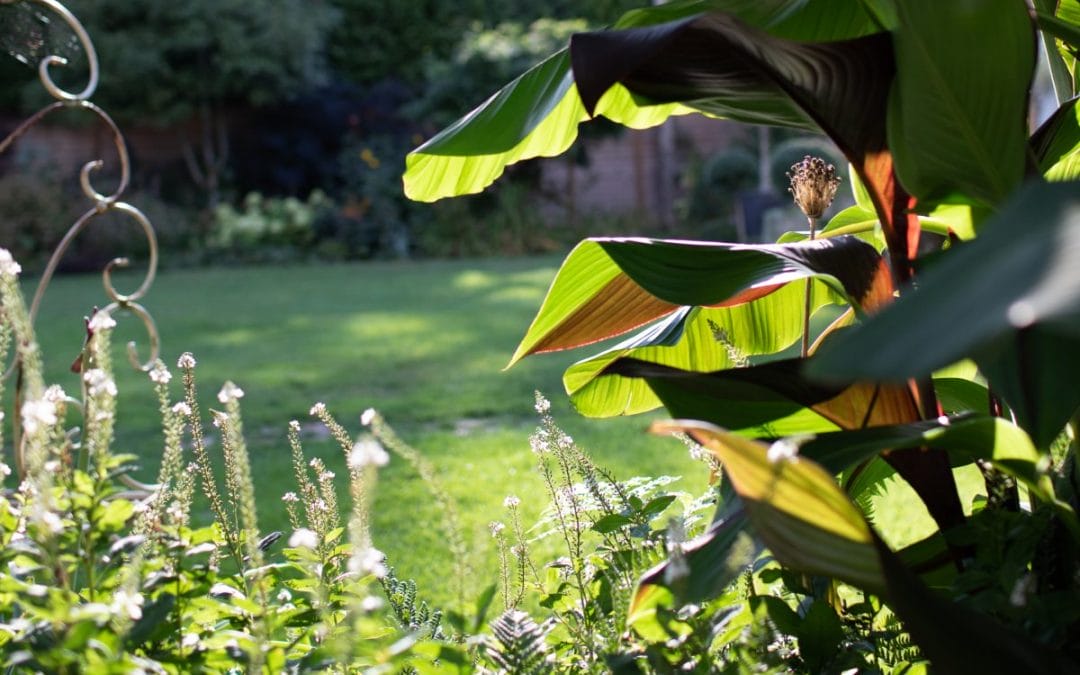 SEPTEMBER – MONTHLY GARDENING TIPS