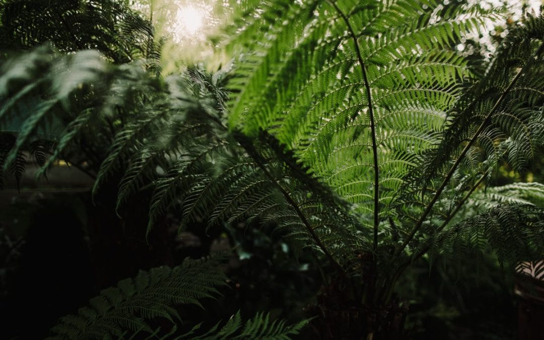 Thriving Elegance: Caring for Tree Ferns (Dicksonia Antarctica) in the UK