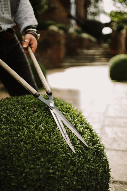 clipping topiary ball with shears