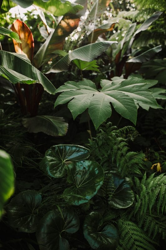 mixed large leaf foliage in a garden