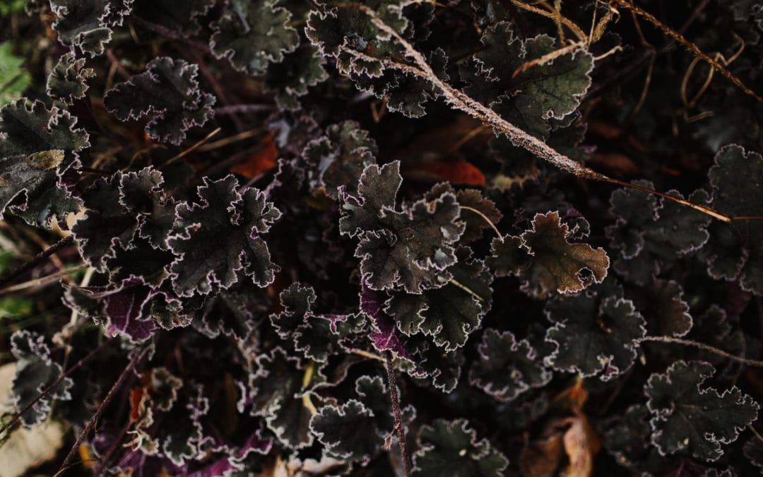 December Delights: A Gardener’s Guide to Winter in the garden