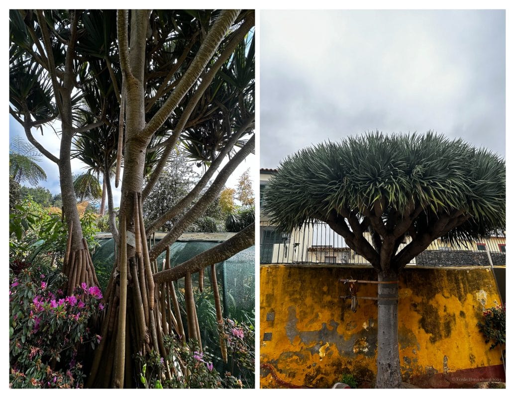 Screwpine trees, Madeira