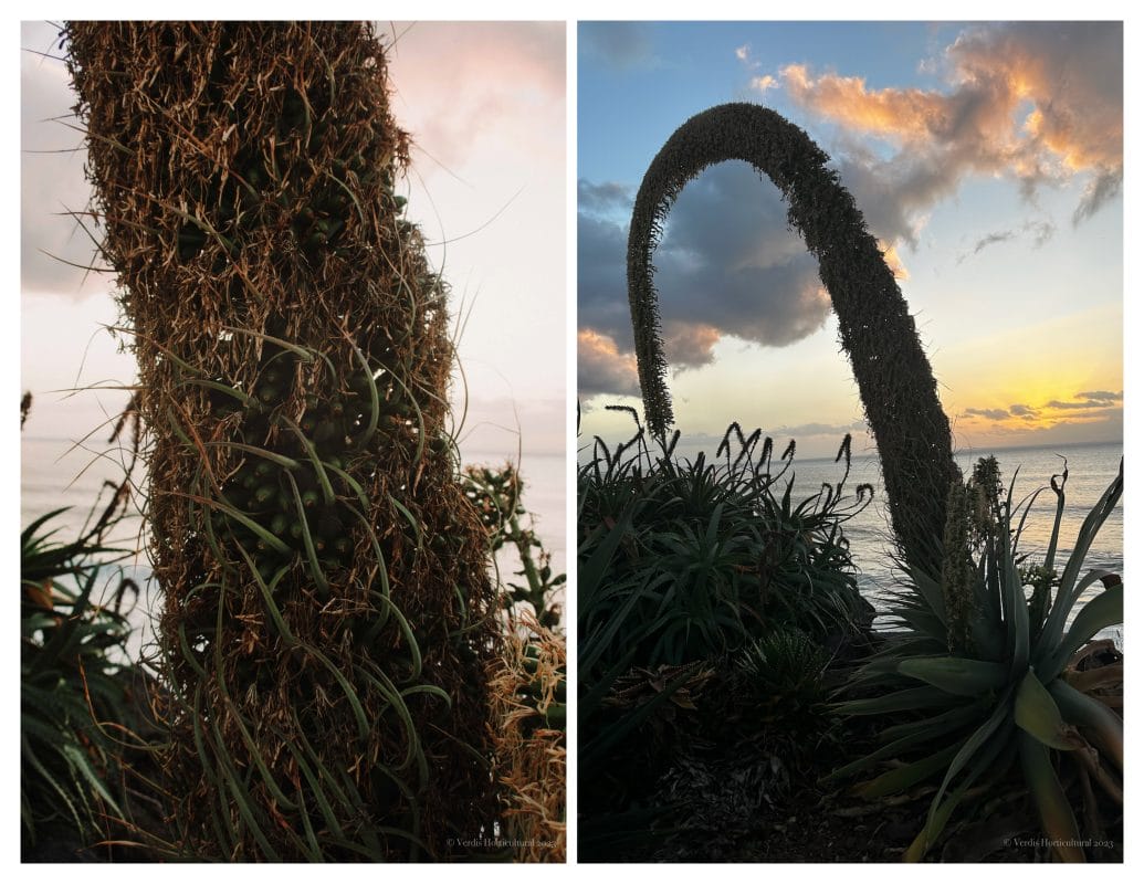 Agave atenuata, Madeira