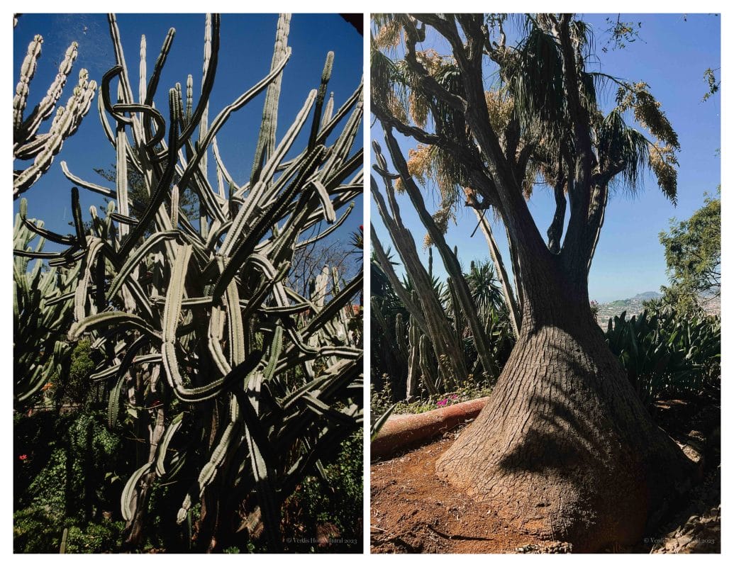 Funchal Botanical Gardens, Madeira