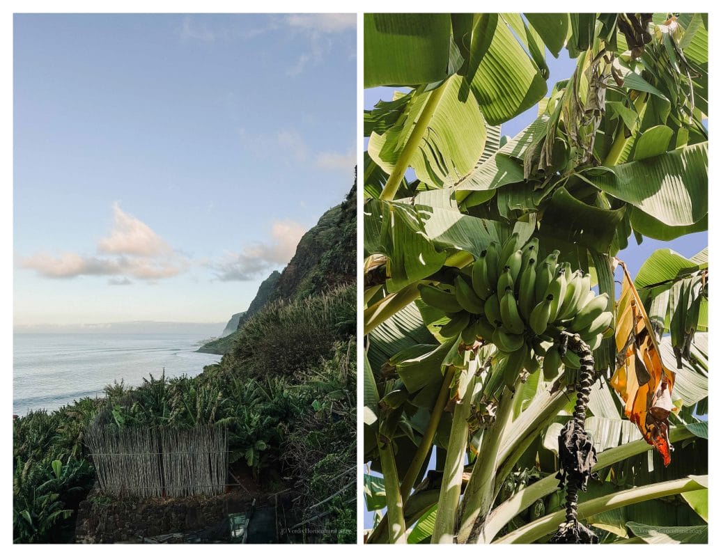 Banana plants, Madeira
