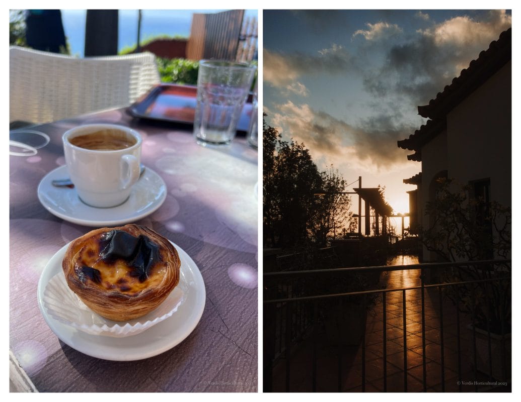 Pastel de Nata, Madeira