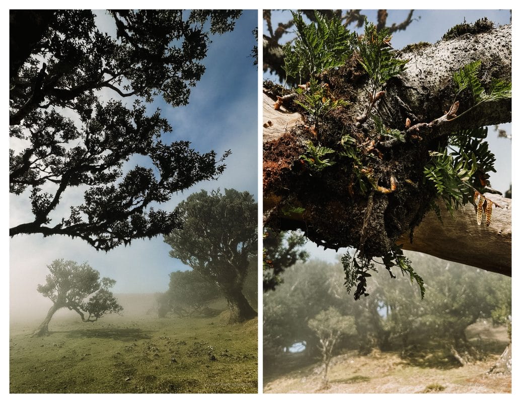 Fanal Forest, Madeira