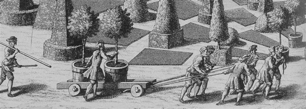 History of buxus