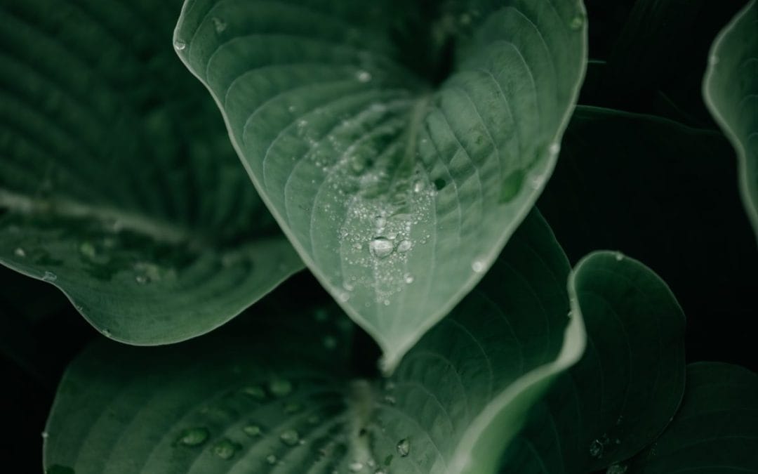 Are you watering your plants correctly?