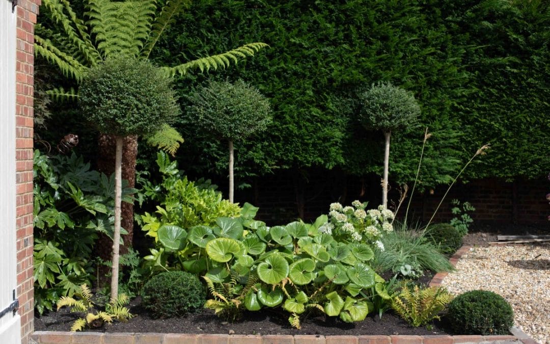 gardening garden design jungle planting tree fern flower bed