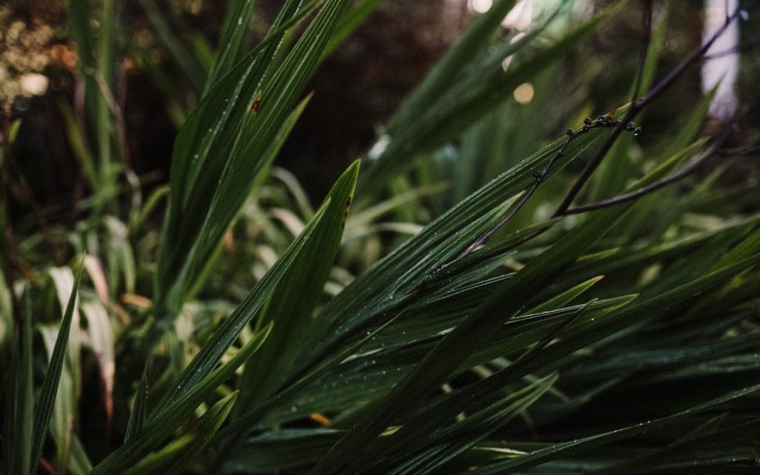 gardening garden design plants flowers beds leaves greenery foliage palm leaves