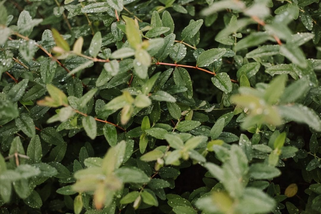 gardening garden design flowers plants beds foliage