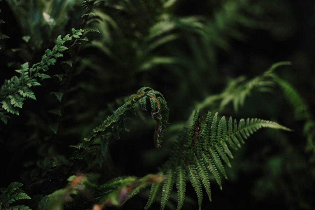 plants foliage green horticulture September autumn gardening tips