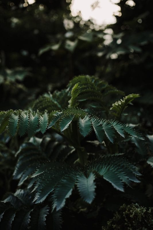 plants foliage green horticulture September autumn gardening tips