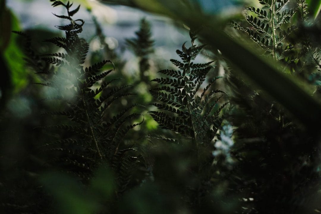 plants foliage green horticulture September autumn gardening tips