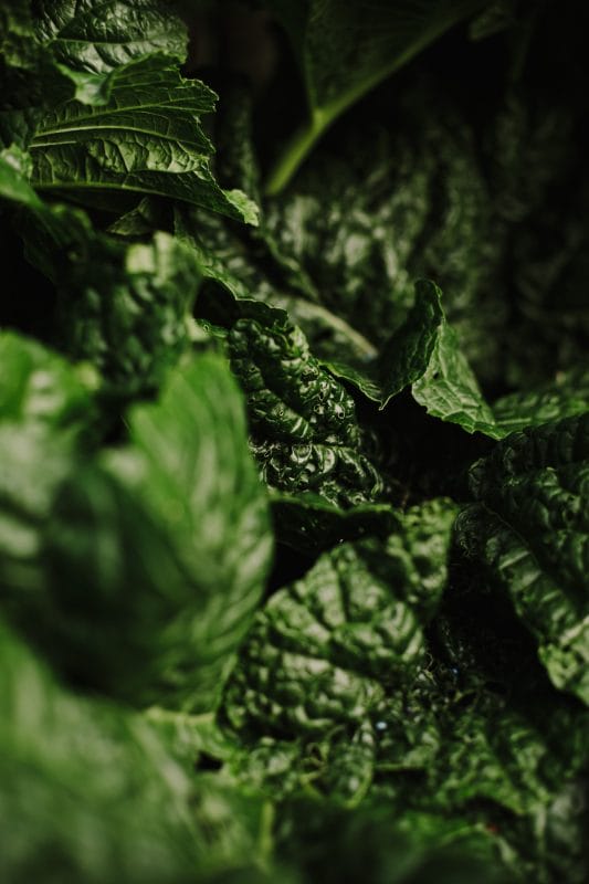 plants foliage green horticulture September autumn gardening tips