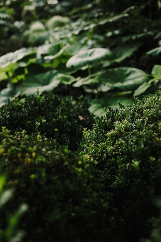 plants foliage green horticulture September autumn gardening tips