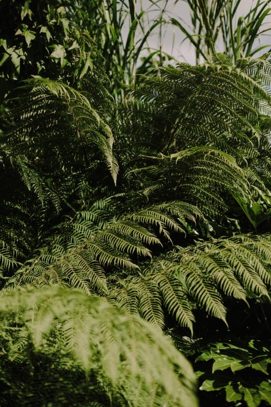 gardening garden design tree fern