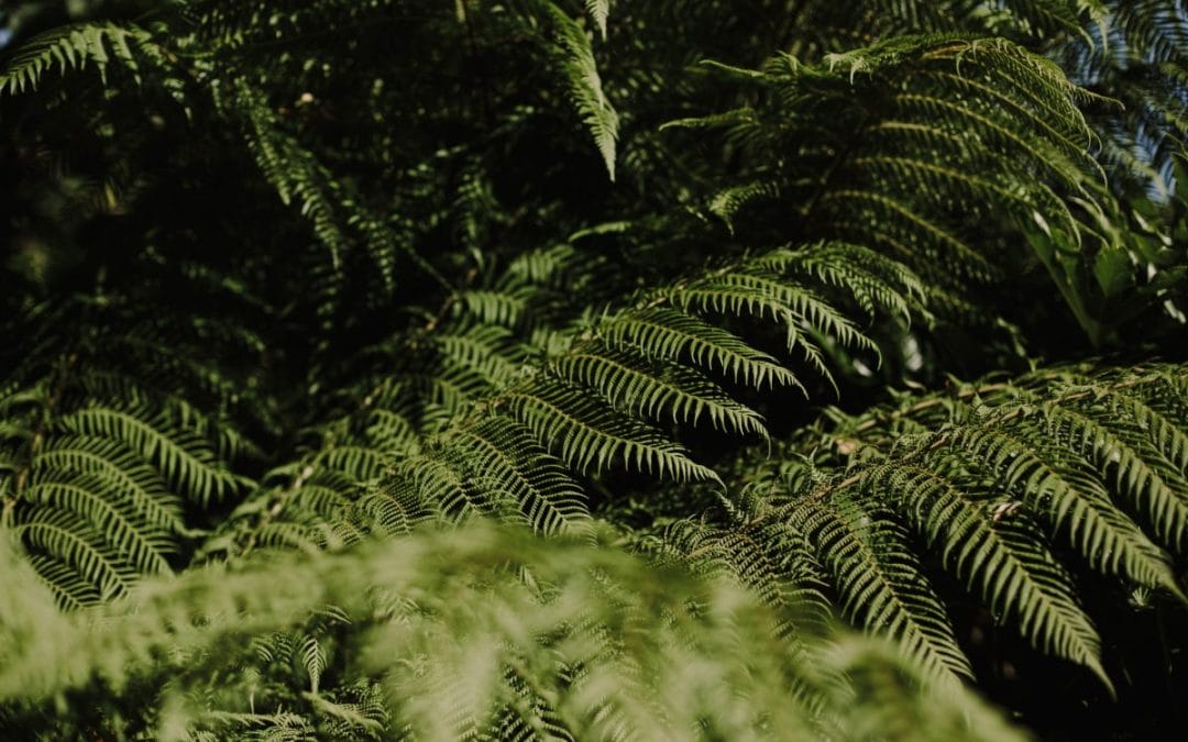 gardening garden design tree ferns plants horticulture protecting