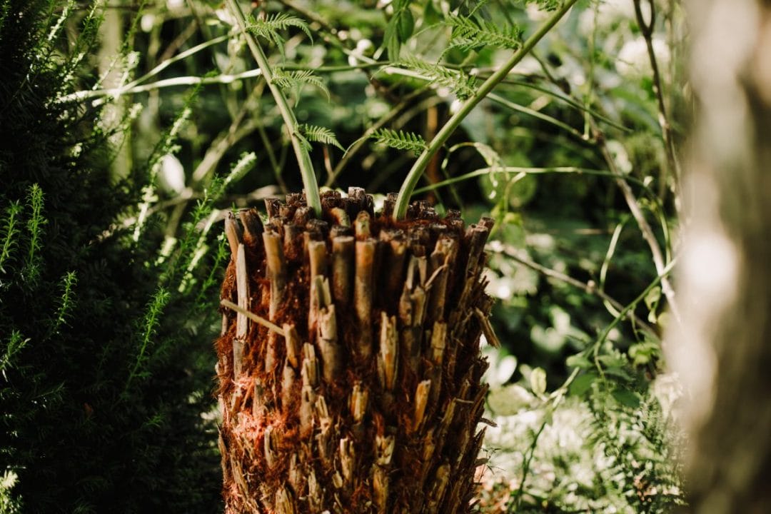 gardening garden design tree fern