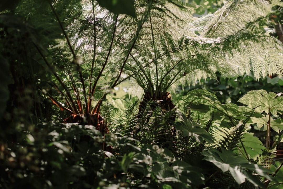 gardening garden design tree fern 