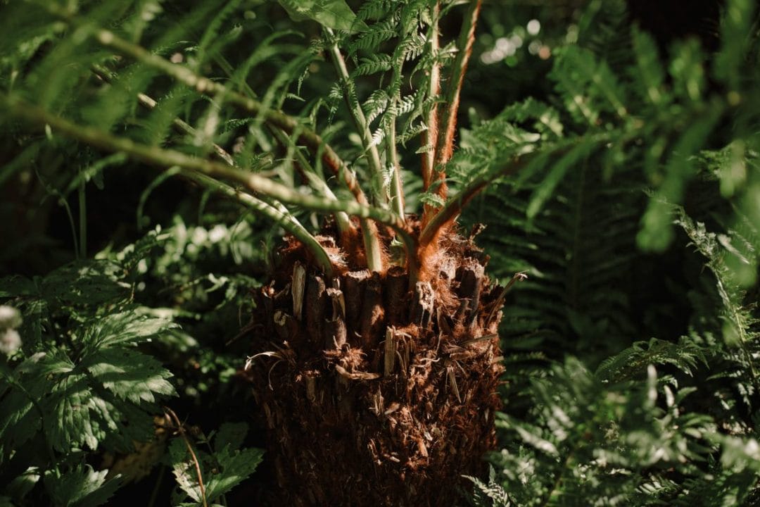 gardening garden design tree ferns protecting