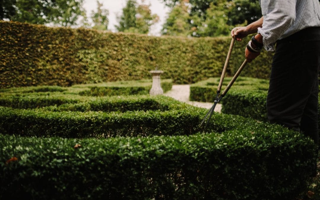 Annuals, perennials and shrubs