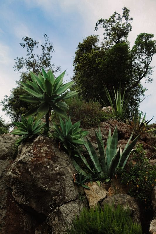italy Amalfi coast ischia island cactus shrubs rocks cliff garden tree