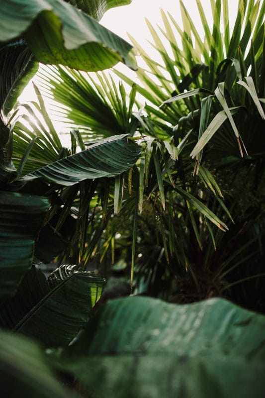 gardening garden design palm trees banana plant jungle planting