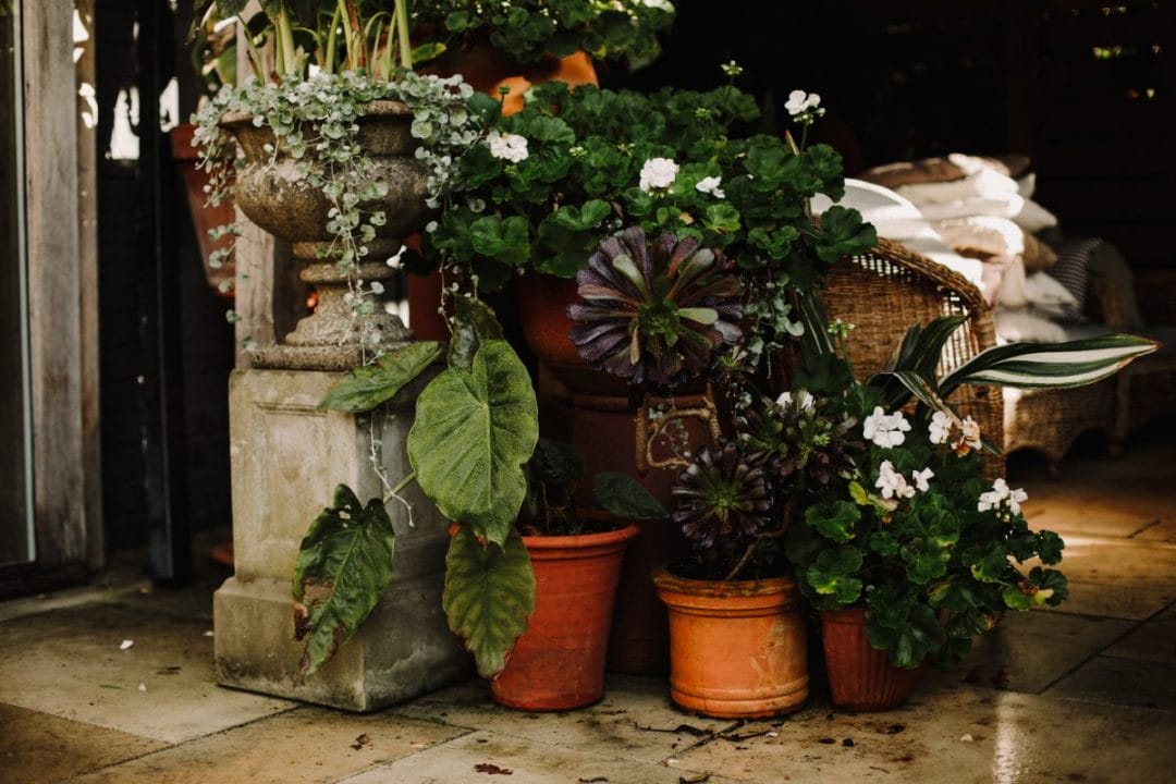 Low Maintenance Garden gardening garden design mediterranean garden terracotta