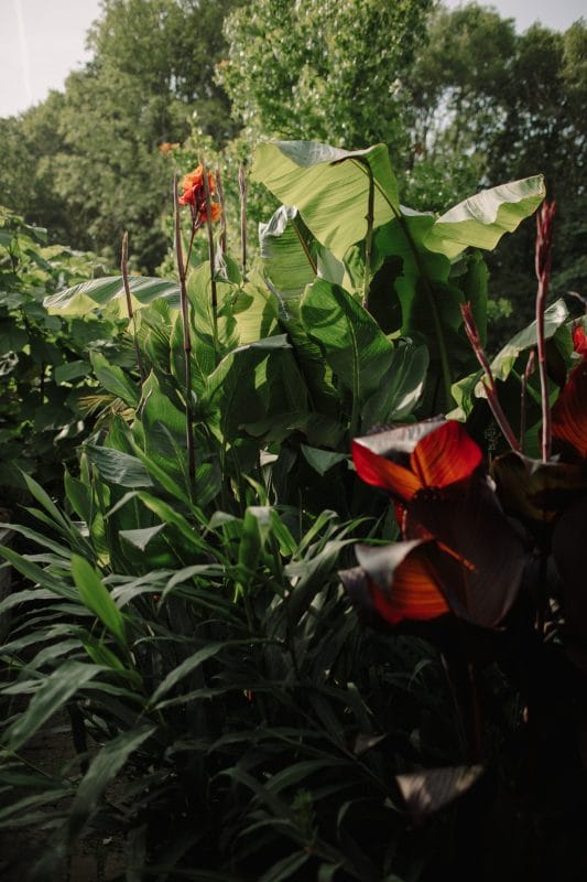 gardening garden design landscaping planting beds jungle patio