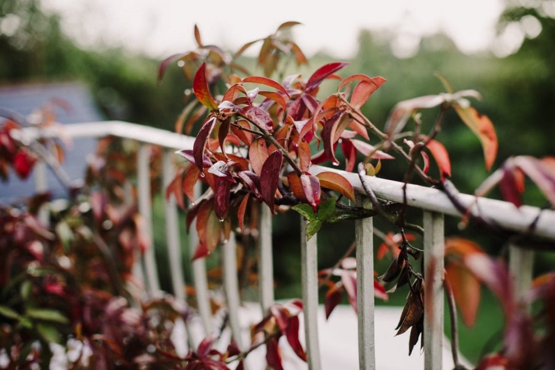 gardening garden design jasmine climbing autumn