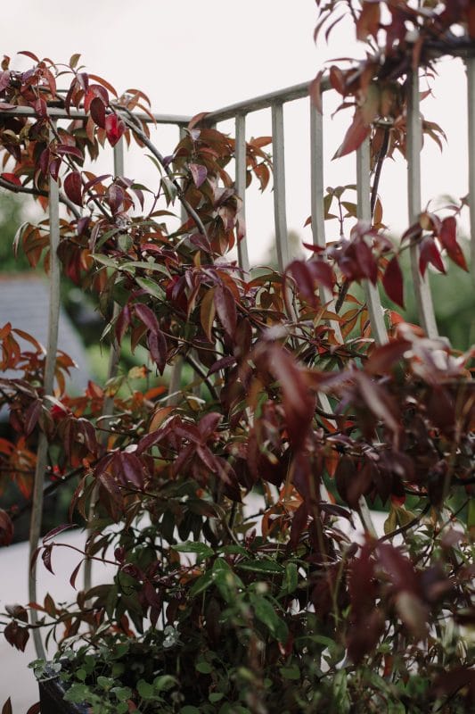 gardening garden design jasmine climbing autumn