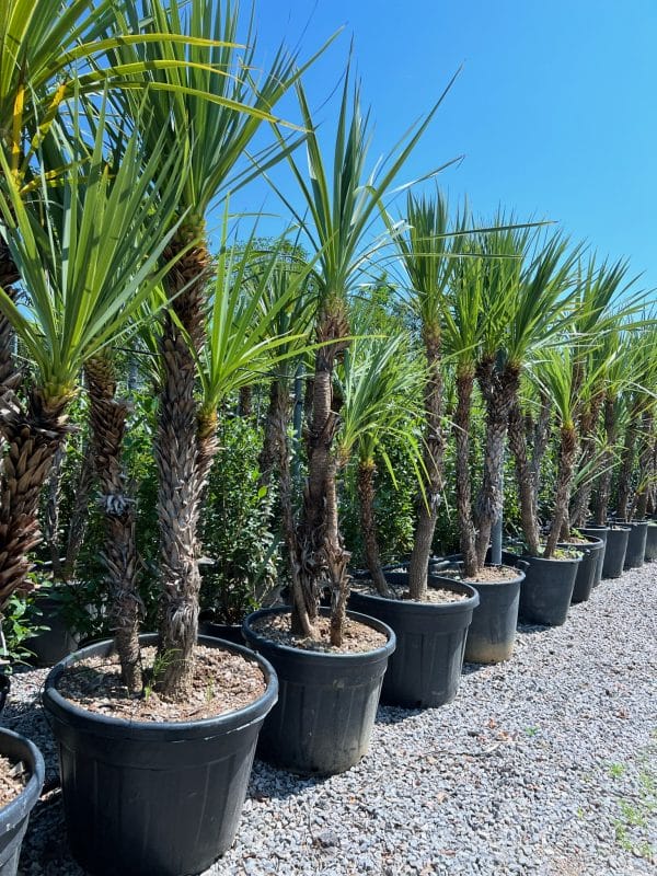 gardening garden design landscaping nursery palm trees