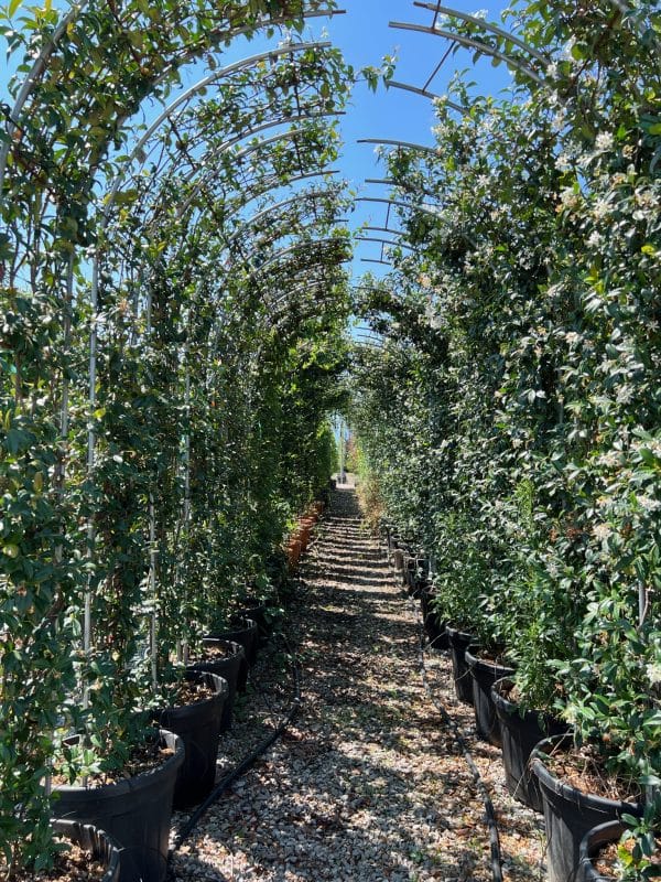 gardening garden design landscaping nursery