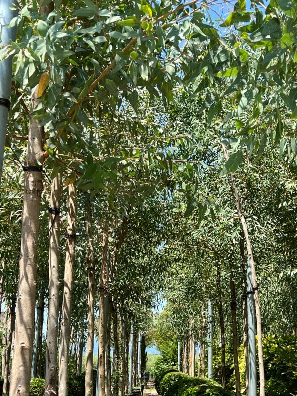 gardening garden design landscaping trees nursery