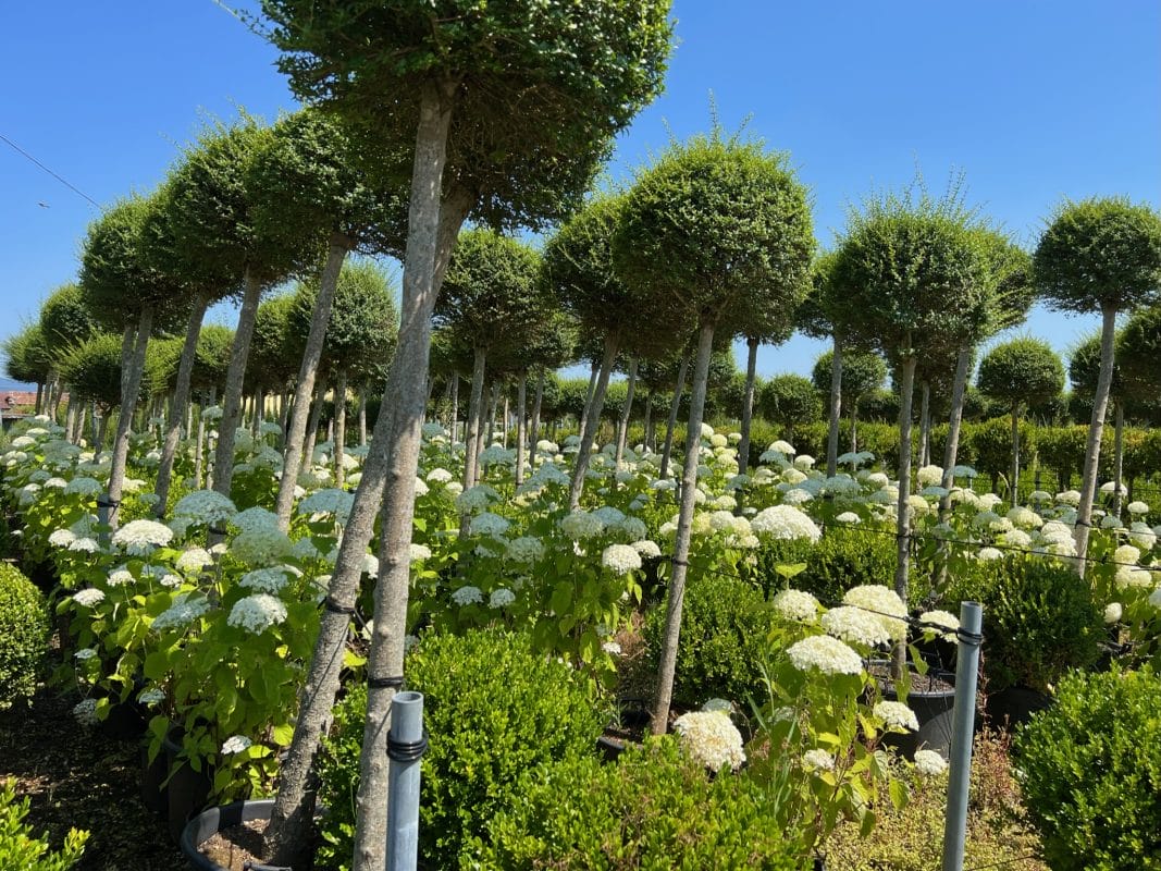 gardening garden design landscaping trees topiary nursery